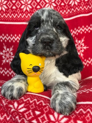 Les chiots de Cocker Spaniel Anglais