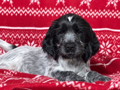 Les chiots de Cocker Spaniel Anglais