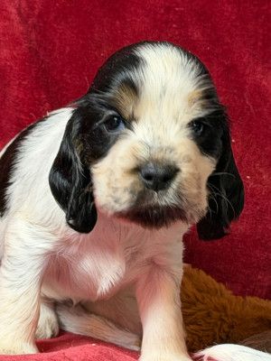 Les chiots de Cocker Spaniel Anglais