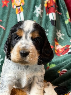 Les chiots de Cocker Spaniel Anglais