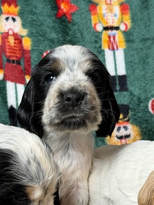 Les chiots de Cocker Spaniel Anglais