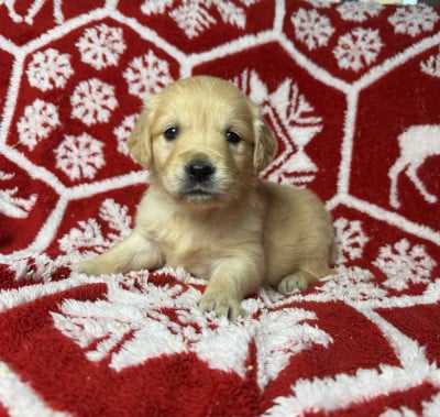Les chiots de Golden Retriever