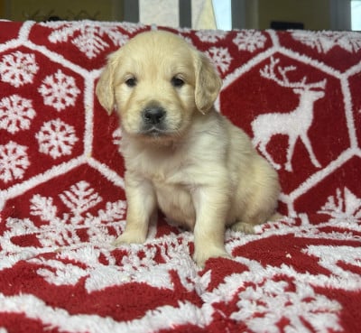 Les chiots de Golden Retriever