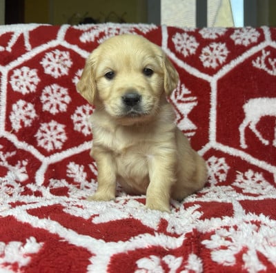 Les chiots de Golden Retriever
