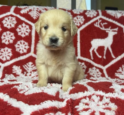 Les chiots de Golden Retriever