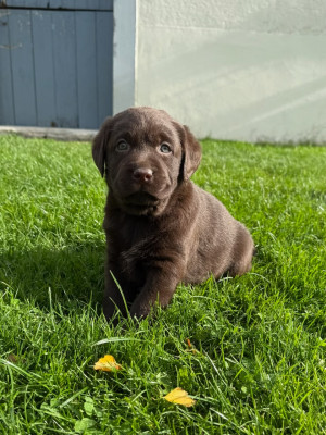 Les chiots de Labrador Retriever
