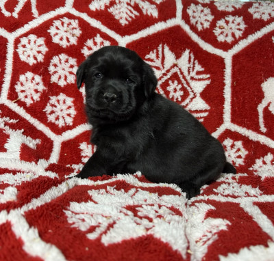 Les chiots de Labrador Retriever