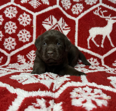 Les chiots de Labrador Retriever