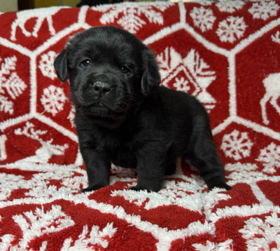 Les chiots de Labrador Retriever