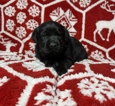 Les chiots de Labrador Retriever