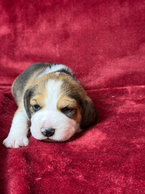 Les chiots de Beagle