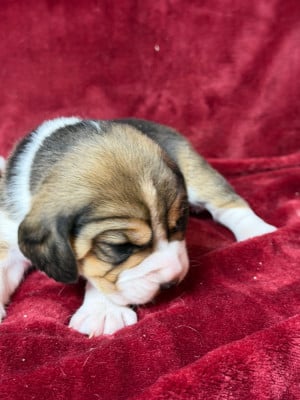 Les chiots de Beagle