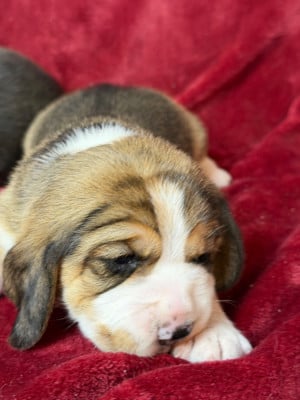 Les chiots de Beagle