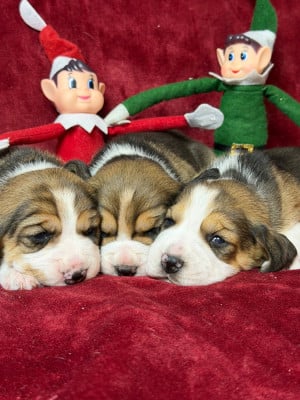 Les chiots de Beagle