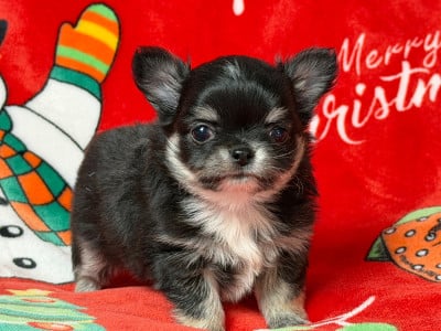 Les chiots de Chihuahua