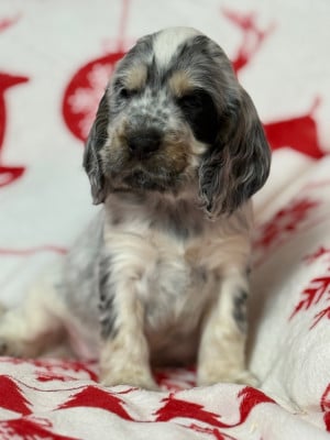 Les chiots de Cocker Spaniel Anglais