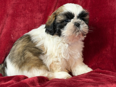 Les chiots de Shih Tzu