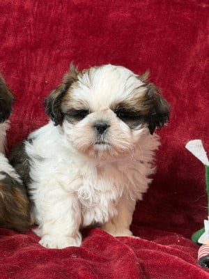Les chiots de Shih Tzu