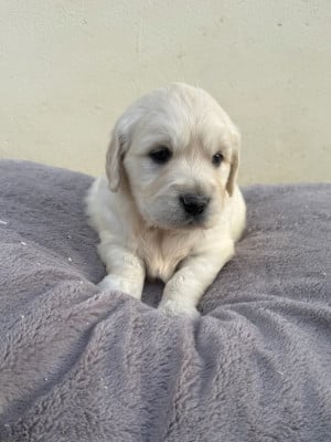 Les chiots de Golden Retriever