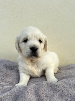 Les chiots de Golden Retriever