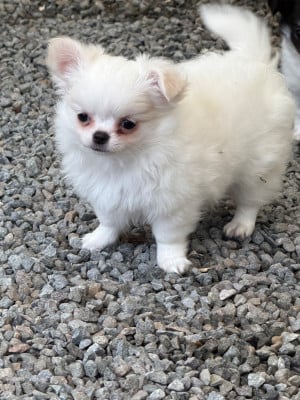 Les chiots de Chihuahua