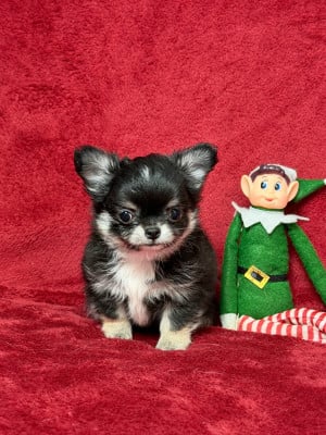 Les chiots de Chihuahua