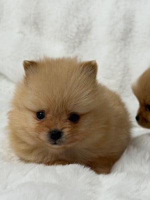 CHIOT 2 - Spitz allemand