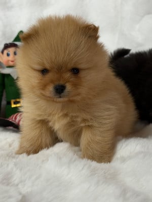 CHIOT 3 - Spitz allemand