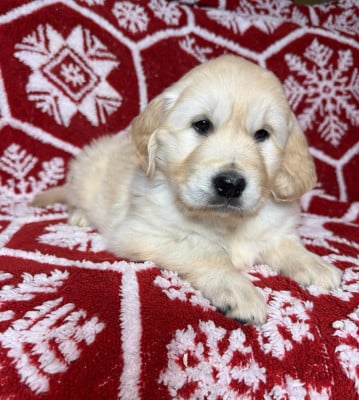 Les chiots de Golden Retriever