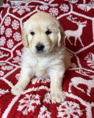 Les chiots de Golden Retriever