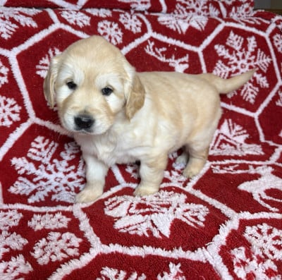 Les chiots de Golden Retriever