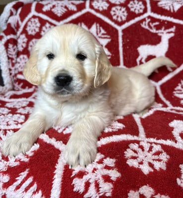 Les chiots de Golden Retriever