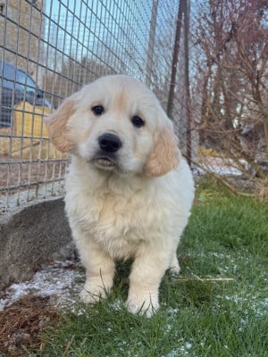 Les chiots de Golden Retriever