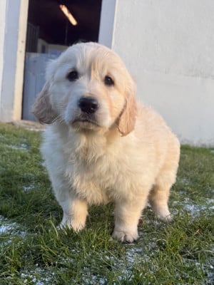 Les chiots de Golden Retriever