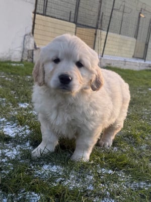 Les chiots de Golden Retriever
