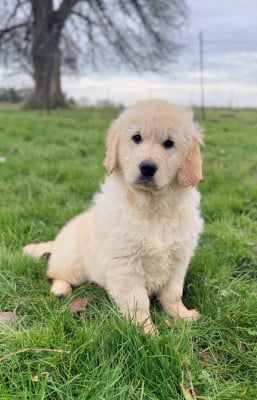 Les chiots de Golden Retriever