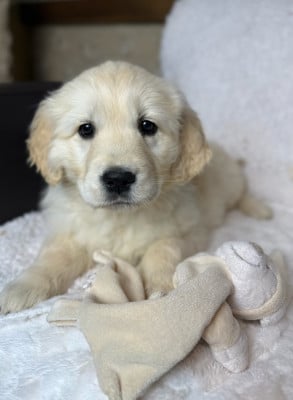 Les chiots de Golden Retriever