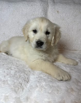 Les chiots de Golden Retriever