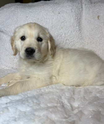 Les chiots de Golden Retriever
