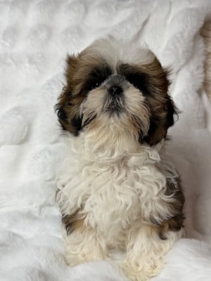 Shih Tzu