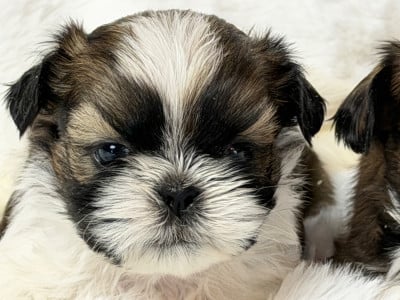 Les chiots de Shih Tzu