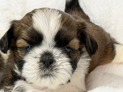 Les chiots de Shih Tzu