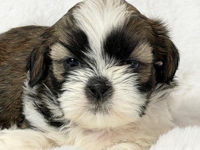 Les chiots de Shih Tzu