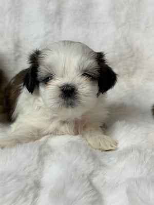 Les chiots de Shih Tzu