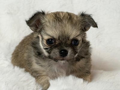 Les chiots de Chihuahua