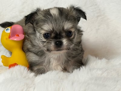 Les chiots de Chihuahua