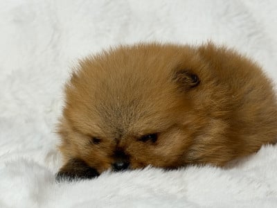 Les chiots de Spitz allemand