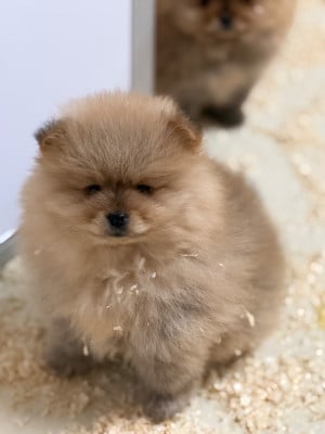 Les chiots de Spitz allemand