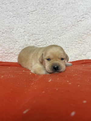 Les chiots de Labrador Retriever