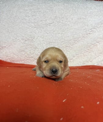Les chiots de Labrador Retriever